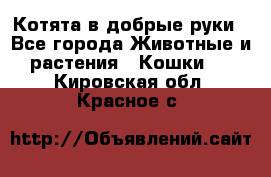 Котята в добрые руки - Все города Животные и растения » Кошки   . Кировская обл.,Красное с.